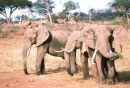 herd of Elephants